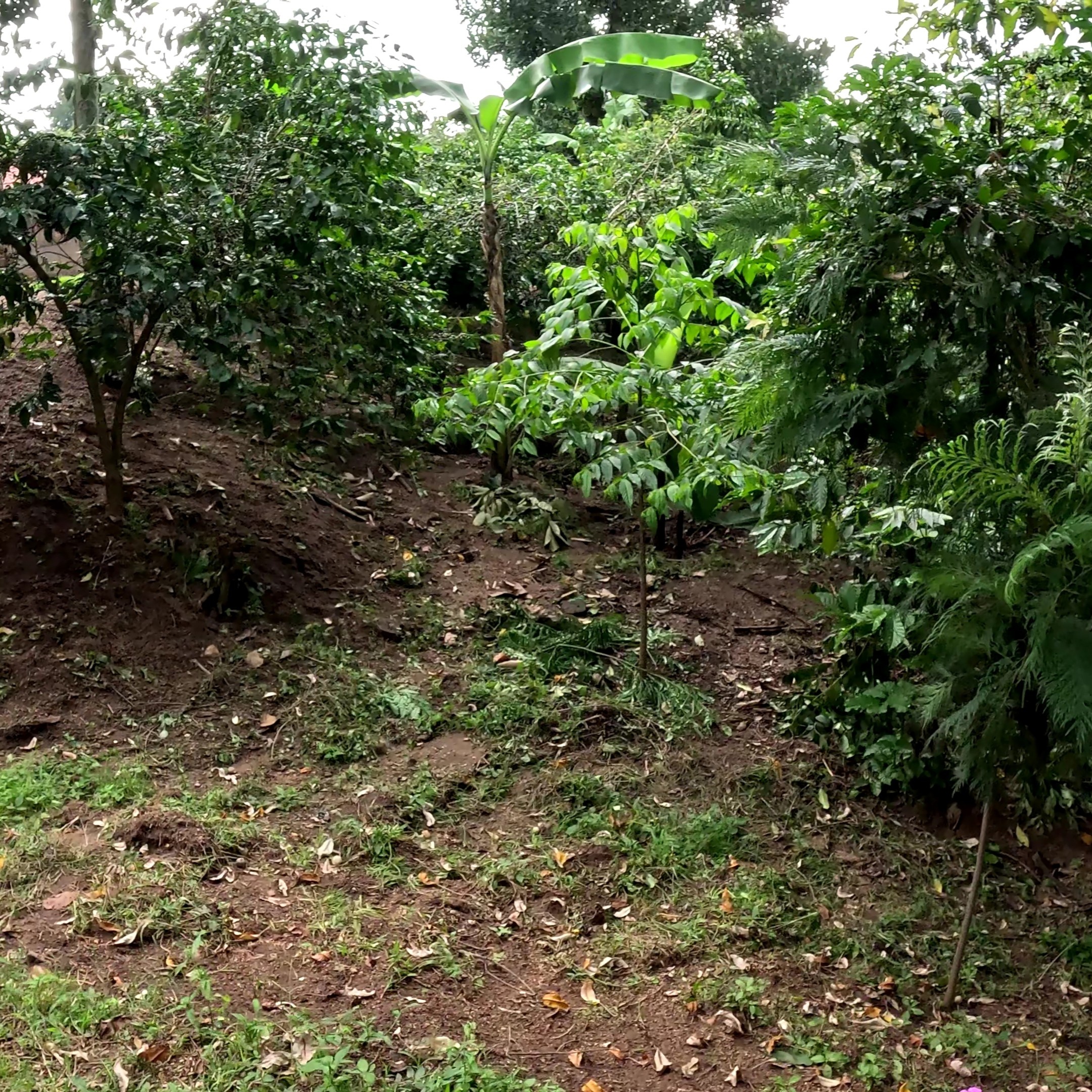 Uganda Nyabirongo Natural(24/25年クロップ) | ORIGIN COUNTRIES for